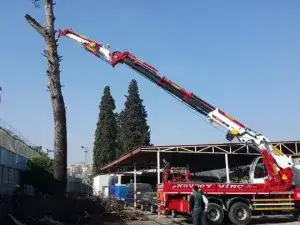 Ağaç Budama ve Kesim
