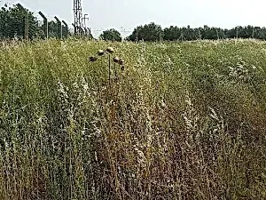 Ot Kurutma ve Kesme