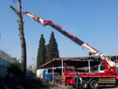 Ağaç Budama ve Kesim