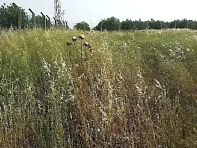 Ot Kurutma ve Kesme