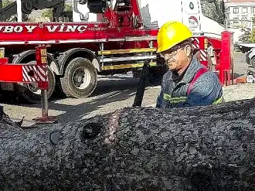 İzmir Ağaç Budama İzmir Ağaç Budama