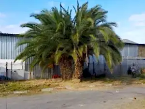 İzmir Atatürk Organize Sanayi Bölgesinde Palmiye Ağacı Budama ve Ot Temizliği Çalışması